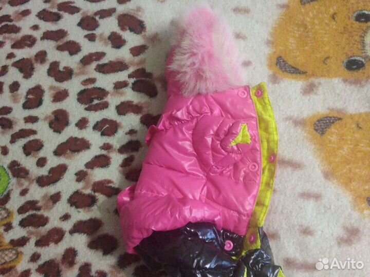 Костюм для чихуа