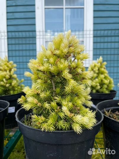 Ель канадская коника Майголд