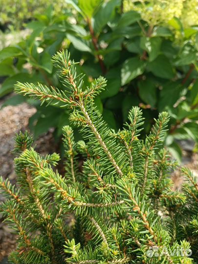 Ель Нидиформис