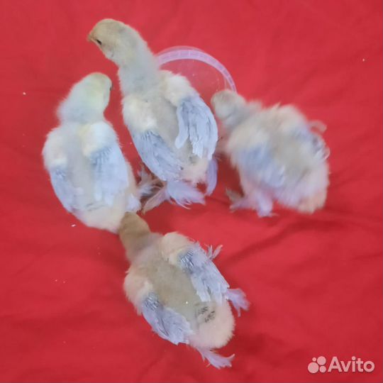 Цыплята 1 мес