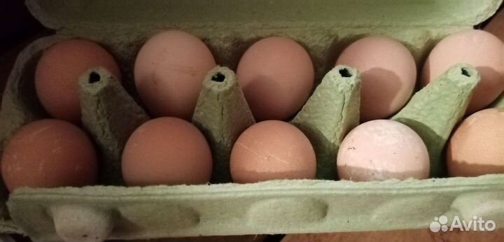 Инкубационные яйца цесарок