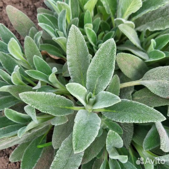 Примула, хоста, чистец