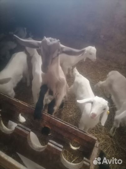 Козочки, козлята Заанкнской породы, Нубийцы