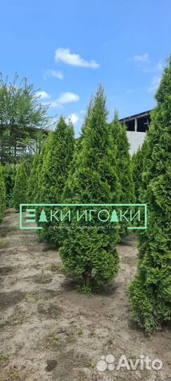 Туя Брабант 5 м Крыпномеры
