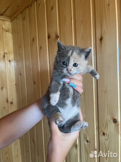 Котята в добрые руки бесплатно