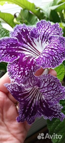 Стрептокарпус