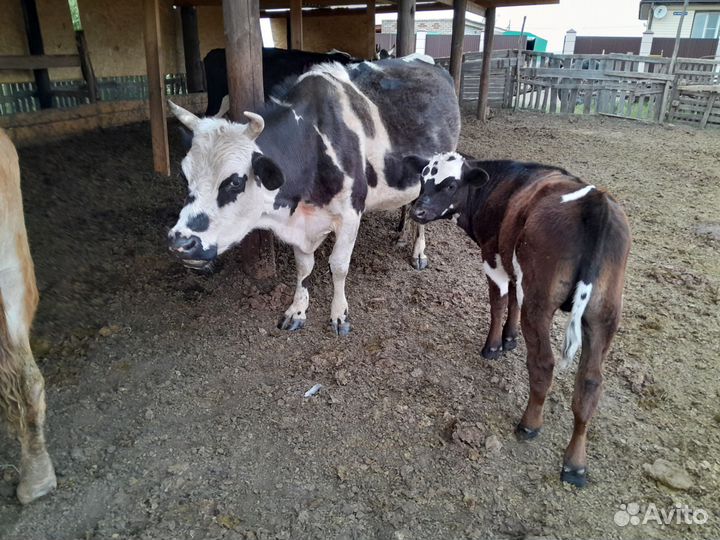 Коровы, телята