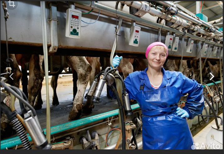 Доярка с проживанием (автоматическое доение)