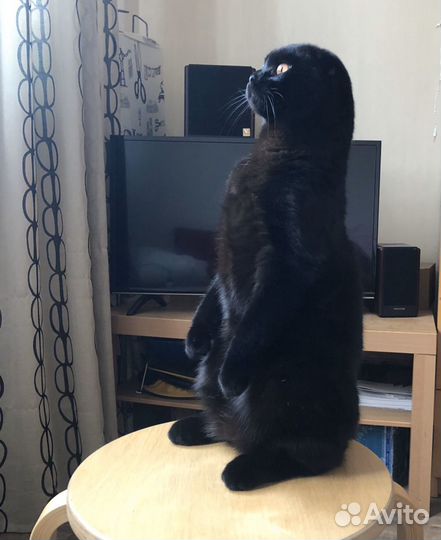 Кот для вязки (шотландец)