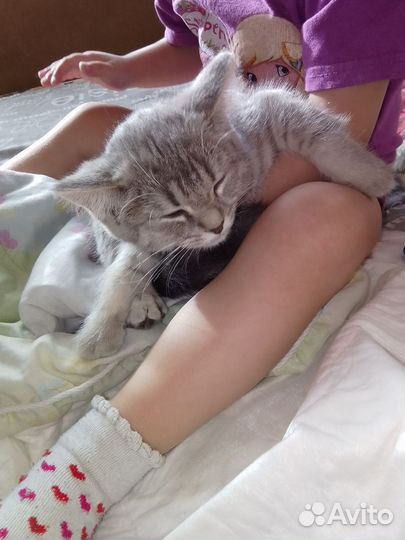 Котенок шатланка