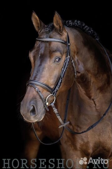 Уздечка star Lifestyle для лошади новая