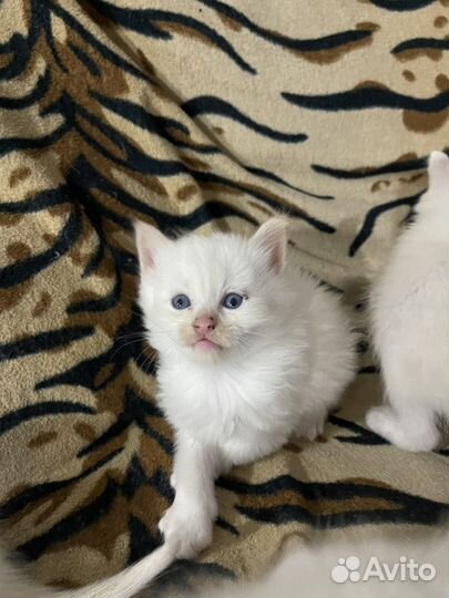 Котята сибирской кошки