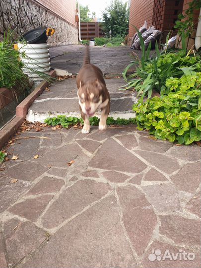 Щенки американского булли