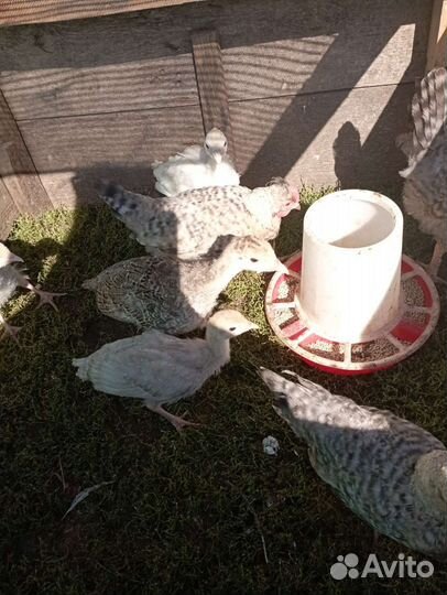 Индюшка, индюшата