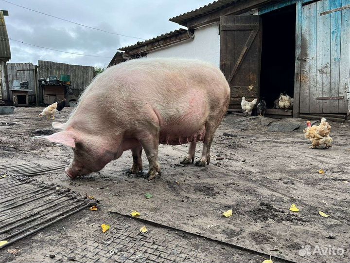 Свиноматка