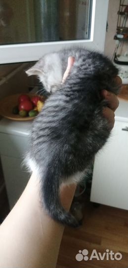 Котёнок Матроскин)