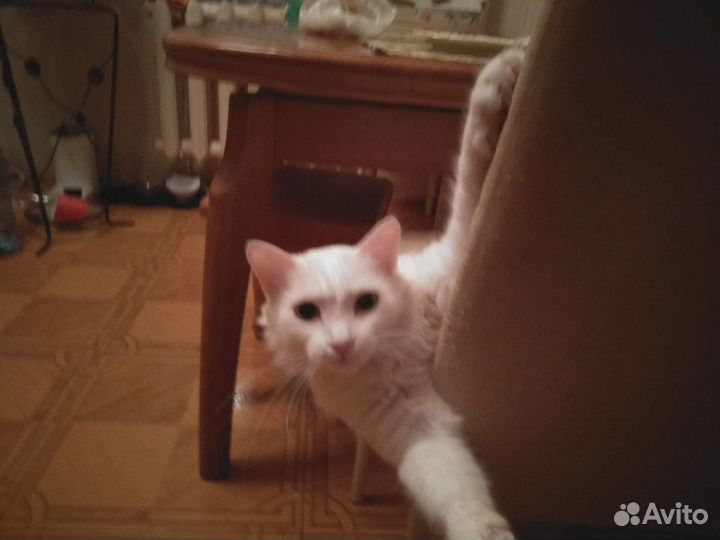 Отдам Ангорскую кошку в хорошие руки