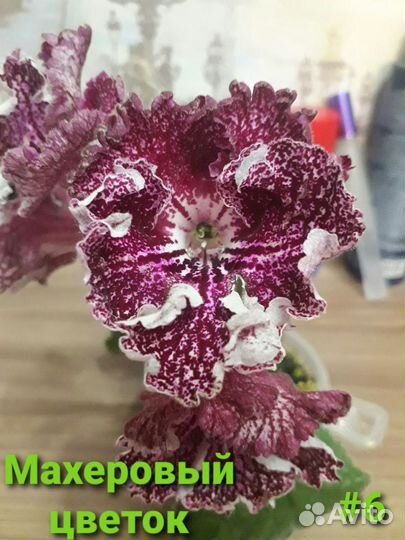 Стрептокарпусы