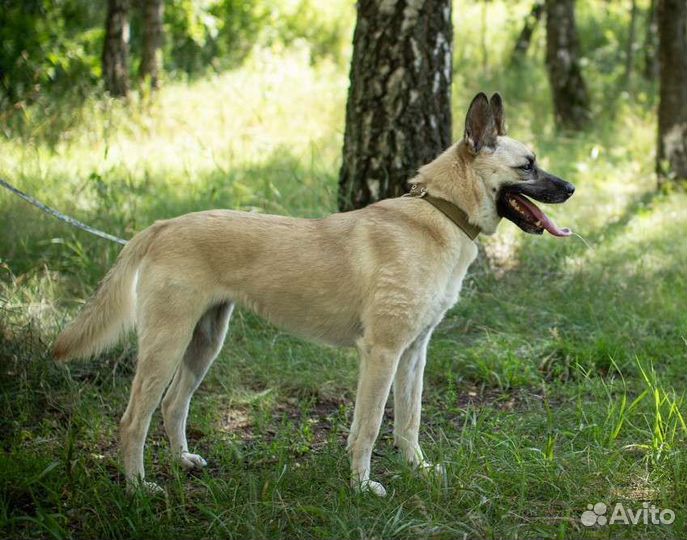 Молодая собака Ириска в поисках дома