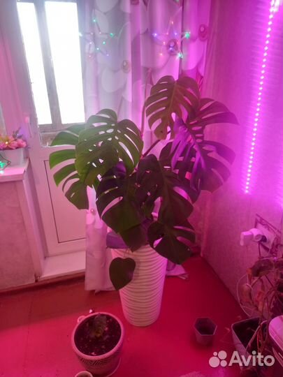 Монстеры плодоносная цветущие