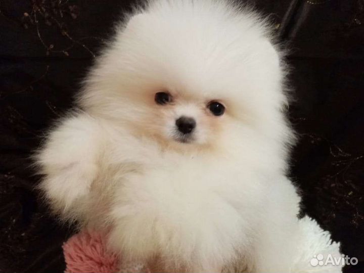 Мишки померанские миник