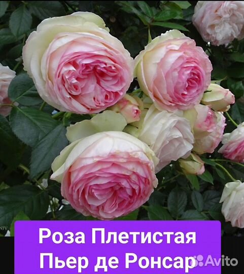 Розы плетистые саженцы