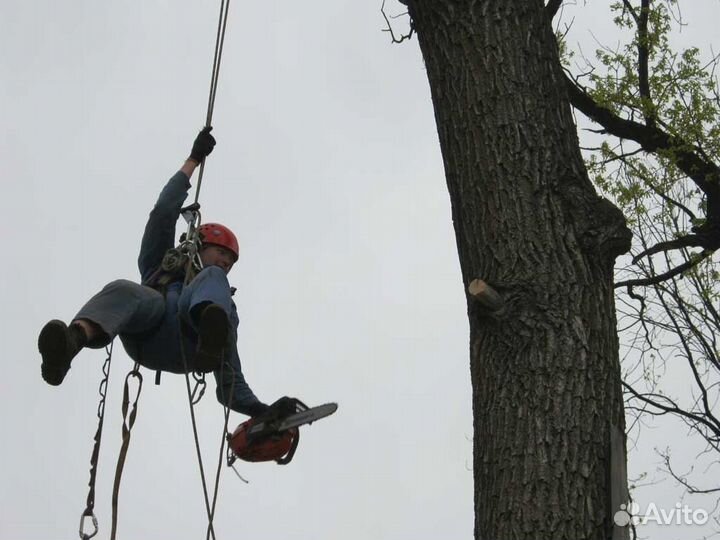 Спил деревьев