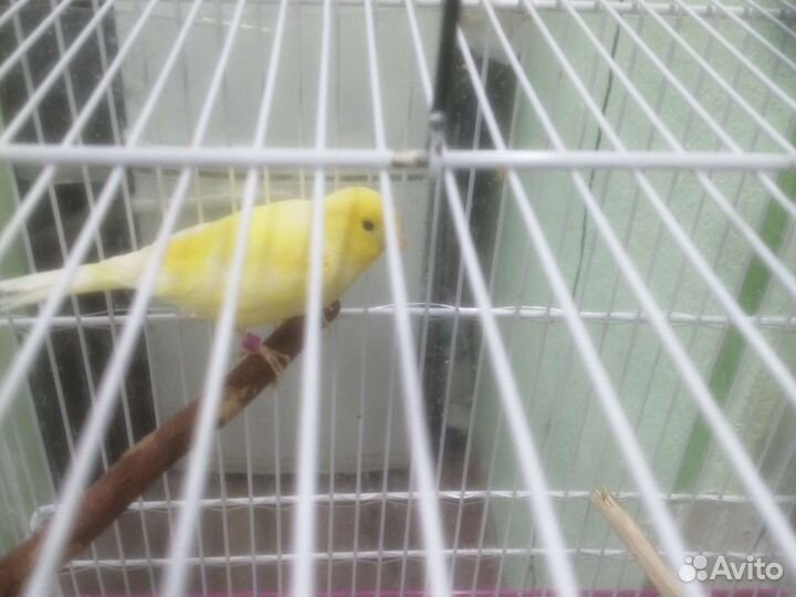 Кенары певчий, самец