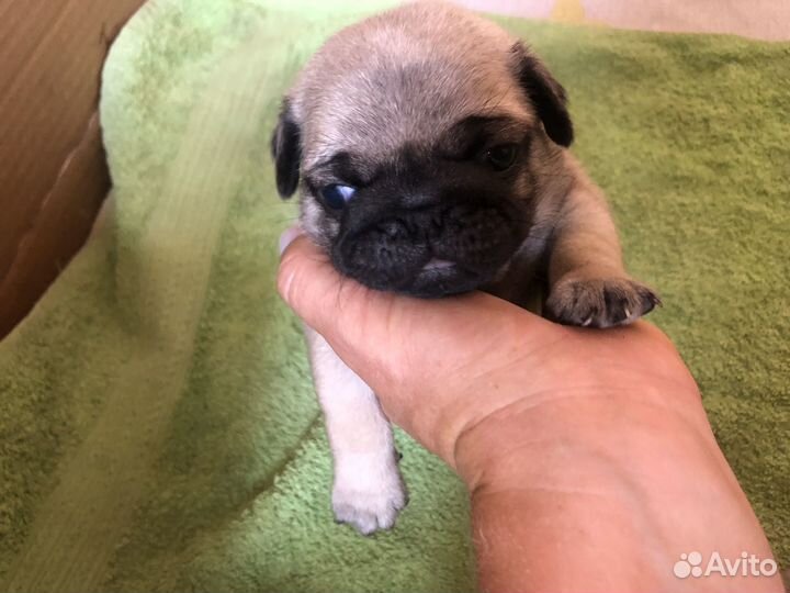 Щенки мопса