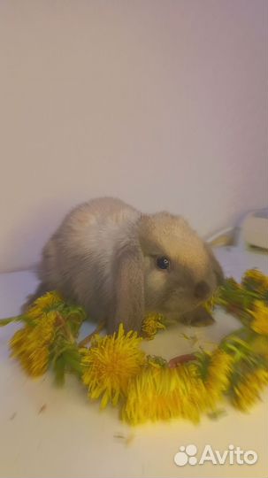 Карликовый вислоухий кролик