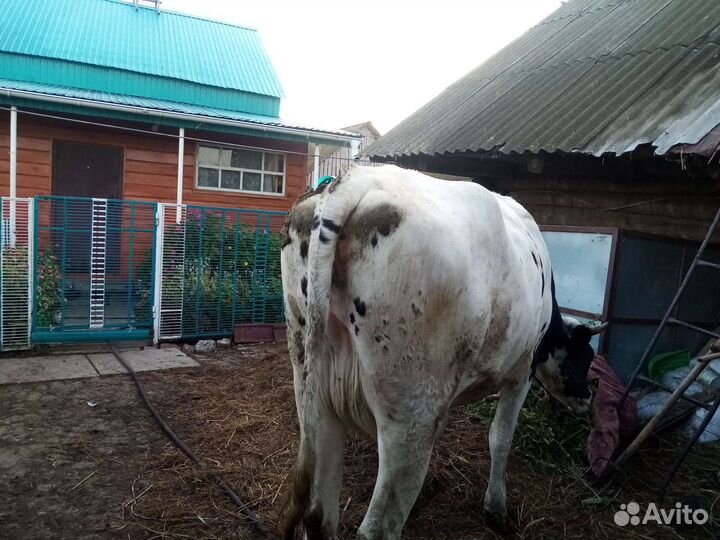 Тёлка стельная и телочки