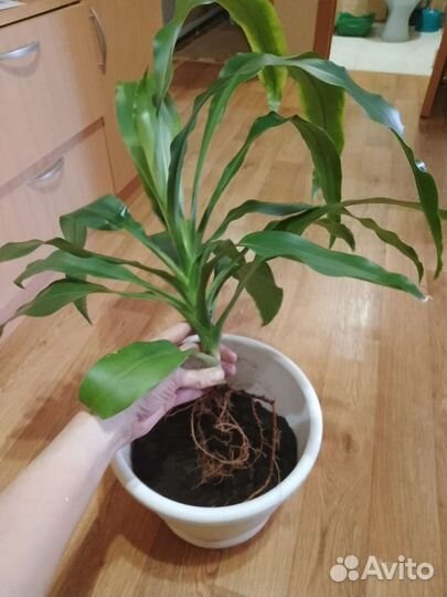 Драцена душистая