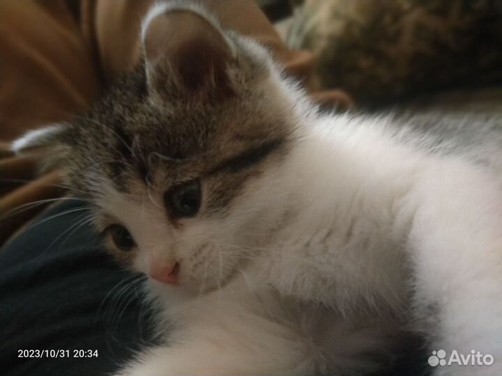 Отдадим котенка в добрые руки