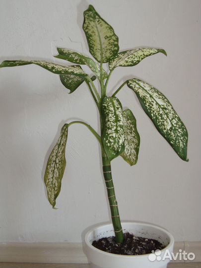 Диффенбахия