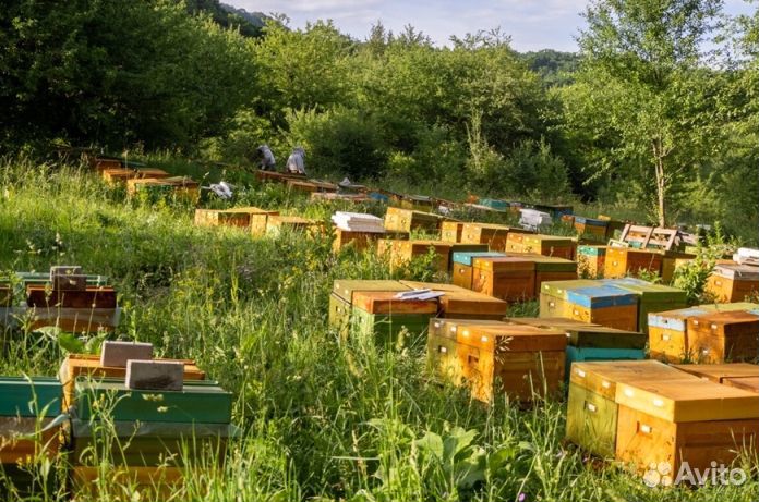 Мёд натуральный оптом