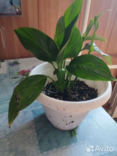 Спатифиллум