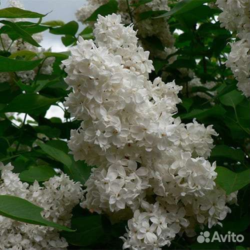 Продам саженцы белой сирени