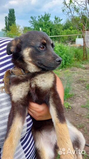 Собака ищет дом