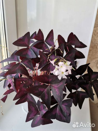 Кислица оксалис