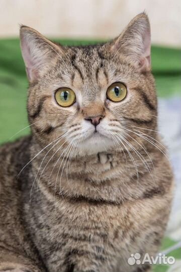 Кошки в добрые руки бесплатно