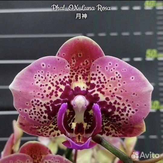 Орхидея фаленопсис
