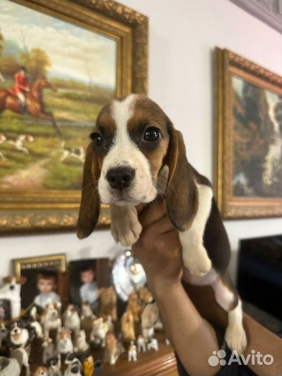 Щенки Бигль