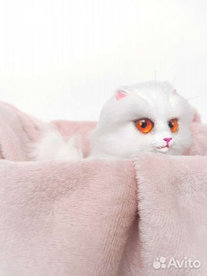 Котëнок 
