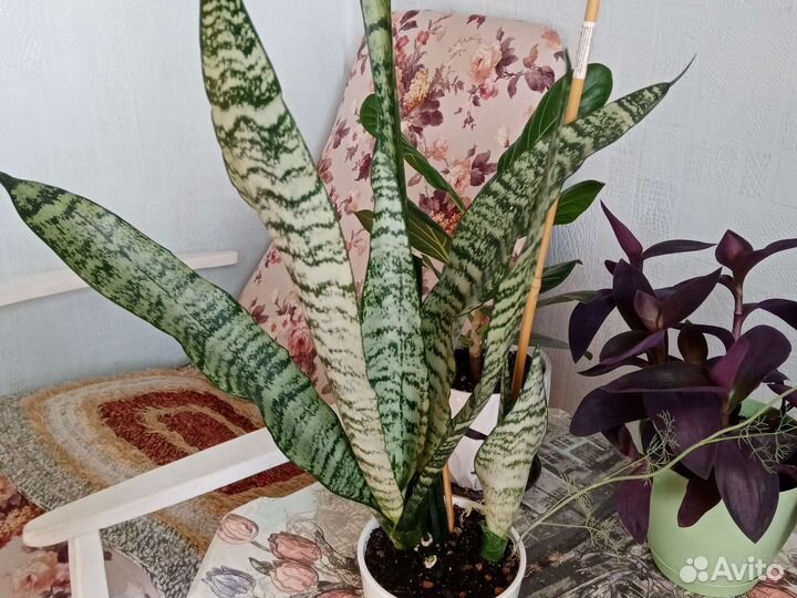 Продам детки растений