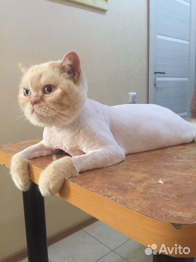 Стрижка кошек