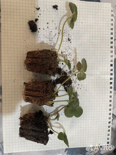 Рассада клубники альбион