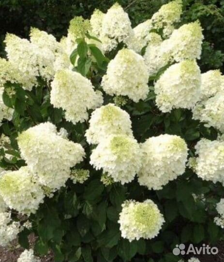 Гортензия метельчатая