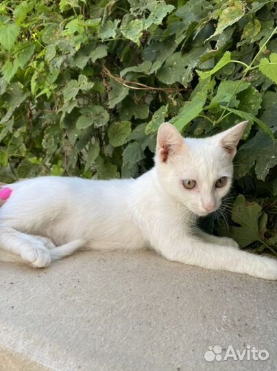 Котик