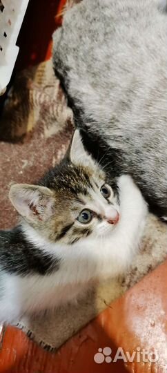 Котята бесплатно