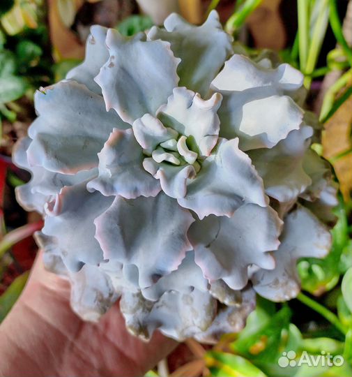 Кудрявые эхиверии. С волнистыи краем